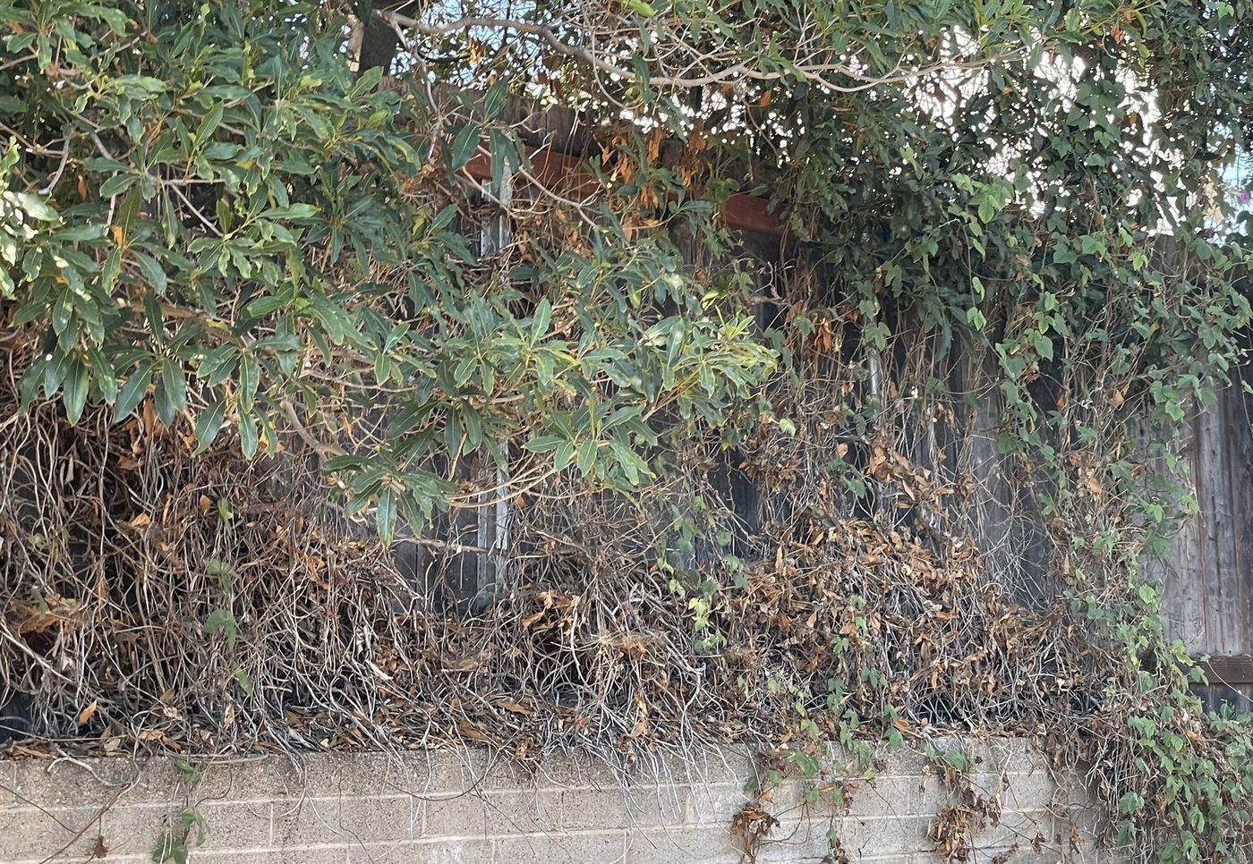 Block wall completely buried under overgrown brush and vines before service