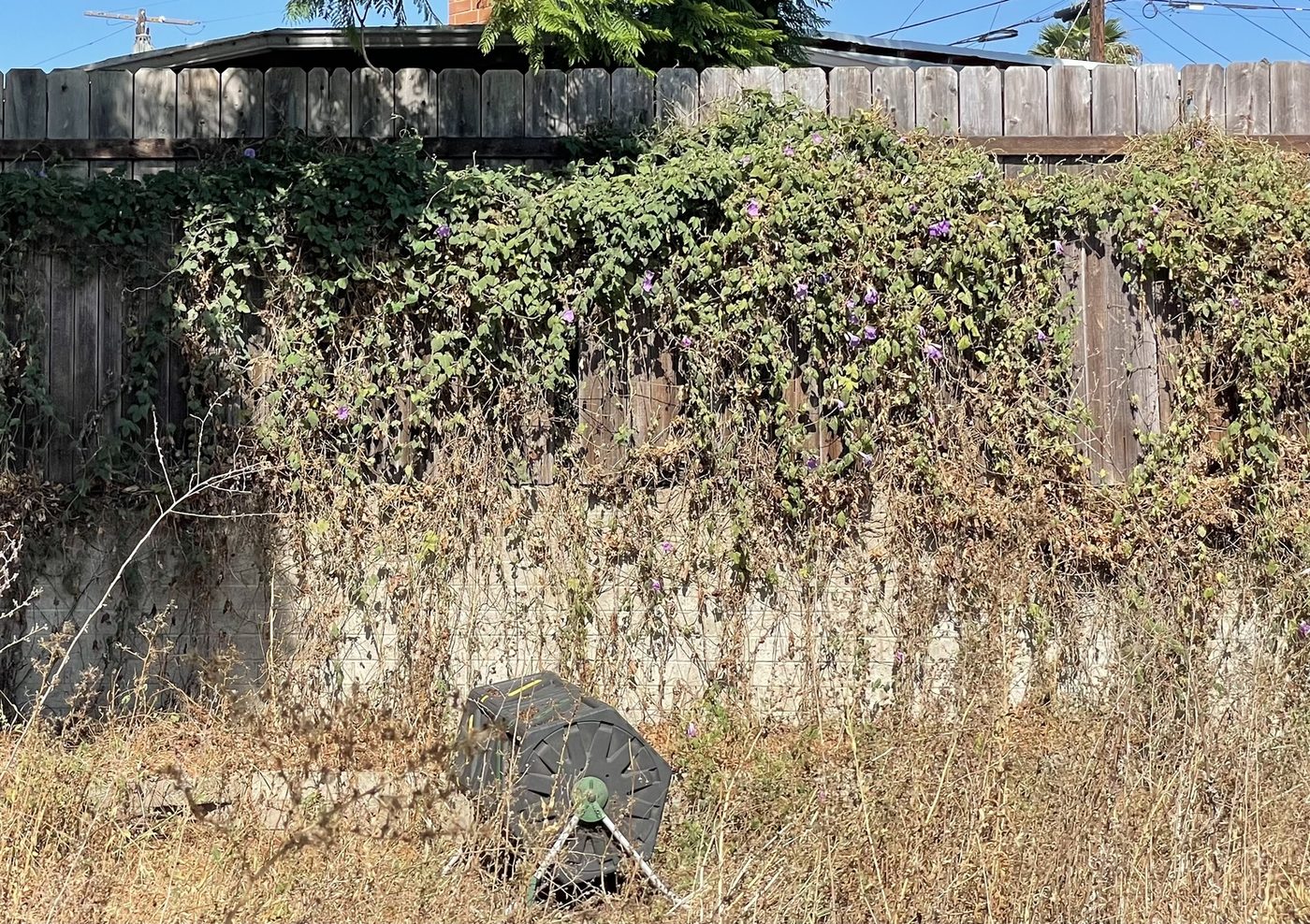 Fence line overrun with vines and dry weeds before service